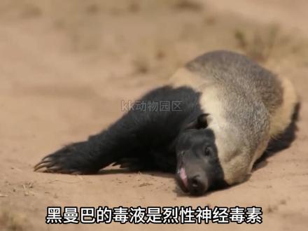 蜜獾:自然界最无所畏的生物! #平头哥 #蜜獾 #野狗 #抖音精选 #动物科普