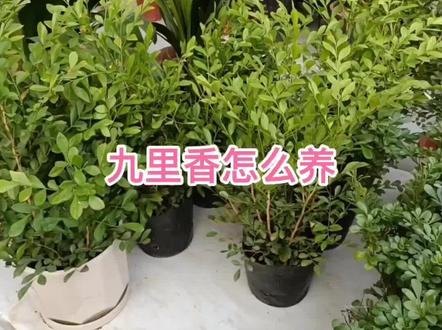 九里香怎么养?怎么浇水?怎么施肥?#养花#九里香