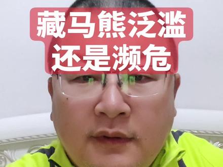 藏马熊到底泛滥还是濒危 藏马熊#