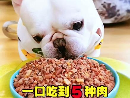 心眼子一箩筐!看家护院正经事一点都不干,心眼子全用吃上了! #法斗#搞笑萌宠#宠物零食#萌宠好物#狗狗零食