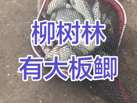 12月18日,君山柳树林,有大板鲫。 期间还上了一条斤鲫,控了20秒以后脱钩了啊,真的是大腿拍肿了啊………………
#洞庭湖 #热门钓点 #柳树林 #君山 #大板鲫