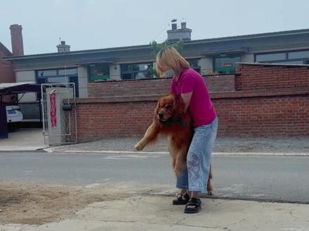 一天八百个心眼子的金毛 #狗子成精了 #犟种狗狗 #金毛