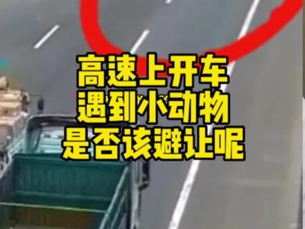 在高速上开车时遇动物该怎么办#学车#考驾照#汽车知识#开车#练车
