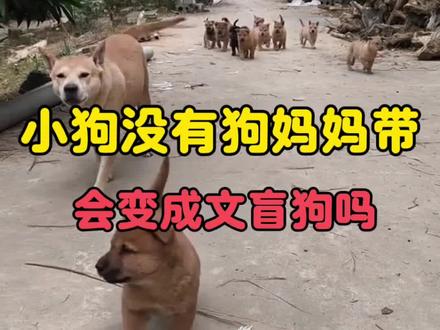 小狗没有狗妈妈带大,会变成文盲狗吗#狗狗 #新手养狗 #萌宠出道计划 #养狗经验分享