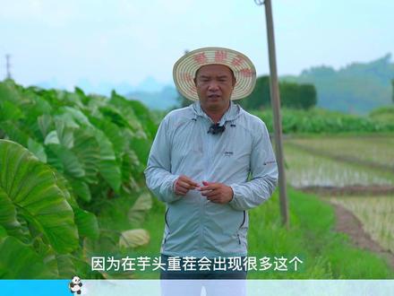 芋头虽说是一年生作物!但也需要轮作和避免重茬哦#农业种植 #芋头 #芋头种植 #荔浦芋头 #新农人计划2022