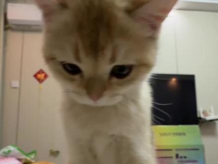 我的妙脆角收音不太好 #怼脸猫咪表情包 #猫咪妆容展示 #这个世界不能没有傻猫