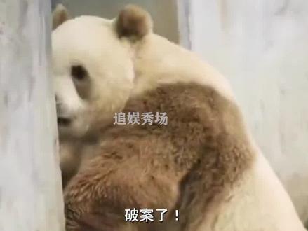 破案了!终于知道地主家傻儿子七仔,为什么有800个心眼子了#七仔 #热门 #大熊猫 #国宝 #娱乐评论大赏