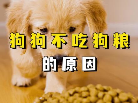 狗狗不吃狗粮是什么原因#狗狗 #狗狗知识大百科 #宠率 #科学养宠物指南 #抖in萌宠计划
