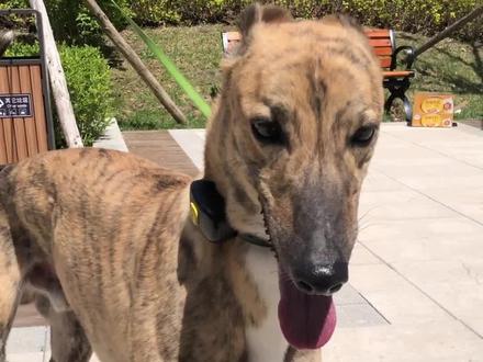 灵缇跑的真的太快了,但就是太瘦,怕冷,不太适合北方养#灵缇 #灵缇犬 #灵缇狗 #猎犬 #狗狗