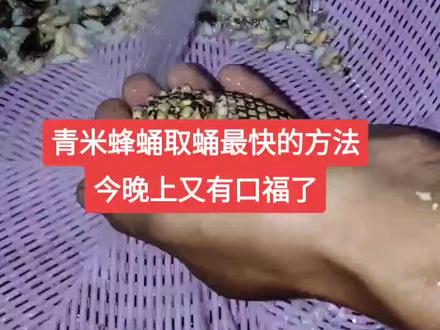 青米蜂群取蛹最快的方法,今天搞了几群,蜂蛹取了一大堆,又有口福了