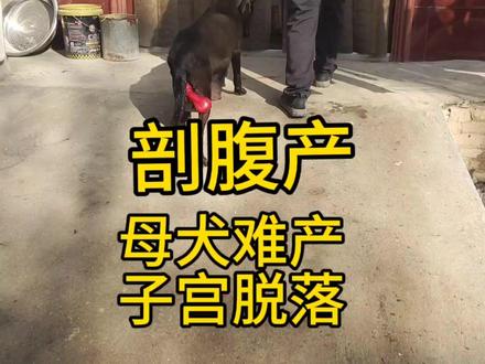 黑狼早产加难产子生命垂危看老四如何从阎王爷手中抢夺狗命 #动物救助 #大型犬 #黑狼犬 #猛犬 #养狗经验分享 #黑狗