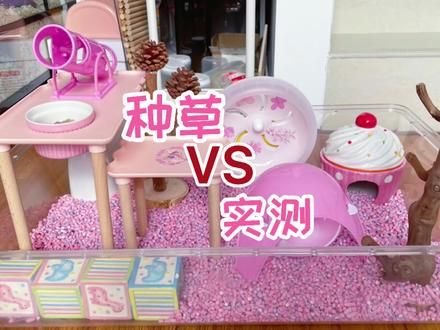 #西班牙睡鼠 #养鼠日常分享 视频仅供参考噢~~~