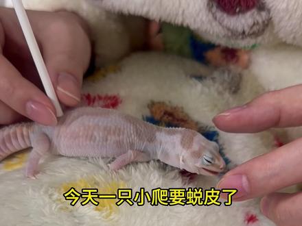 小爬蜕皮,主人居然偷偷干这种事? 可以让守宫自己蜕皮,时间会比较长,也可以偶尔帮他一下,但是不要每次都帮他蜕哦。#肥尾守宫 #爬宠 #守宫 #萌宠 #宠物