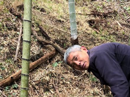 挖笋小技巧之烂笋洞 笋在50公分左右,现场分析与实操#三农 #新农人计划2025 #农村生活 #户外 #挖笋