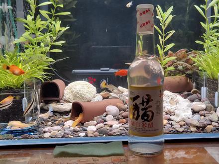 鱼缸玻璃上的水渍擦不掉?让它吃醋,分分钟还你一个透亮的鱼缸