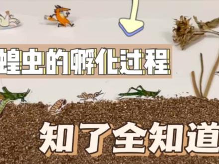 蝗虫宝宝长大需要几步,你知道吗?快来看看吧!#动物 #科普 #昆虫 #六一就是要快乐呀 #每天一个小知识