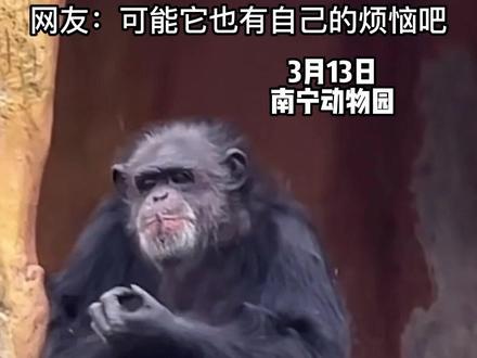 猩猩“上班”时抽烟 甚至还会灭烟头 #南宁动物园 #猩猩