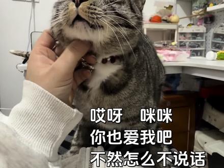 #这猫不太聪明的样子 不说话就是喜欢我