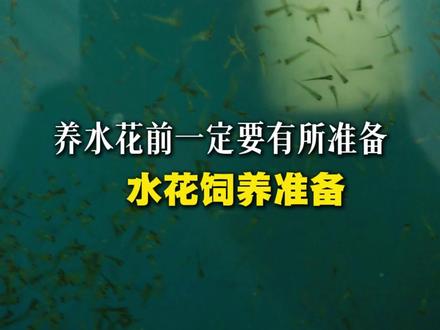 水花前的准备 #锦鲤水花 #锦鲤养殖
