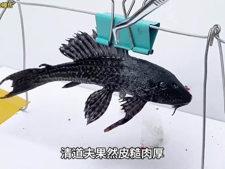 万一清道夫是装死的呢#清道夫奇葩试验