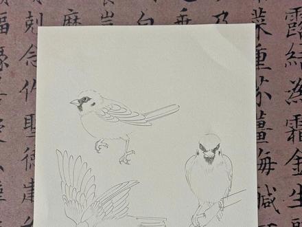 麻雀线稿教学 #国画 #绘画教程 #画画 #一起学画画