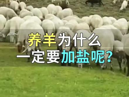 养羊为什么一定要加盐呢?有什么好处吗?