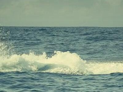 生态纪录片《海洋》中巨型露脊鲸画面
