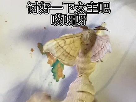 视频有点长,自己找亮点哈#蚕 #蚕宝宝成长记