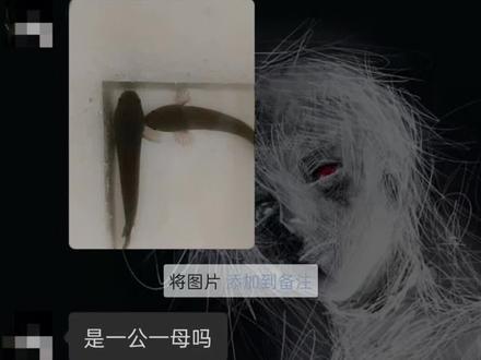雷龙该怎么分公母 怎么配对 今天给朋友们分享我用的方法 #雷龙繁殖 #雷龙鱼 #七彩雷龙 #养鱼日记