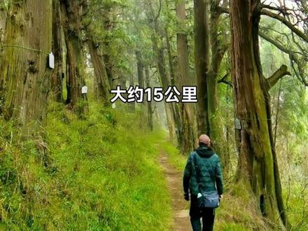 南线翠云廊的徒步攻略#蜀道 #古树 #徒步