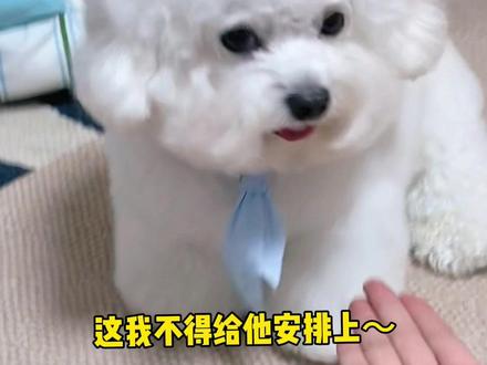 当我在家染了一只彩虹小狗🌈 #比熊 #不养狗不知道养狗的乐趣