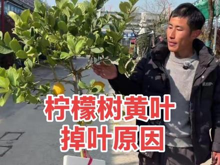 香水柠檬黄叶,掉叶,不开花结果,柠檬黄叶掉叶原因和解决办法#香水柠檬 #柠檬黄叶 #香水柠檬种植 #柠檬养护 #香水柠檬盆栽