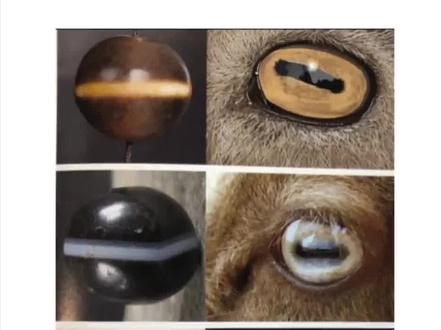 药师珠~羊眼珠
板珠~马眼珠
文玩交流,科普。
#板珠
#药师珠