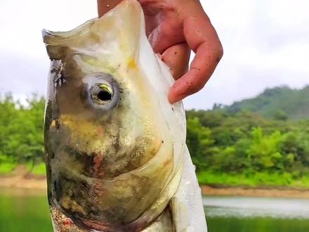 游钓广东阳江大河水库
广东野钓水库钓鱼的好地方
#水库钓鱼 #野钓水库 #广州野钓去哪里 #水库钓鲢鳙#野钓鲢鳙