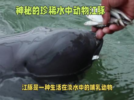 江豚的群居生活:淡水哺乳动物的社会智慧。#奇妙的动物 #野生动物零距离 #动物