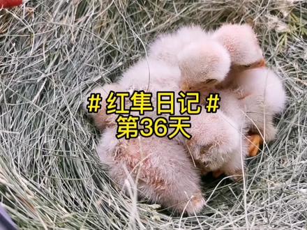 #红隼日记#第36天#野生动物零距离