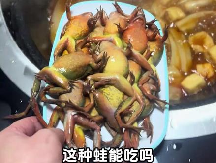 分享10种不同的蛙,来看看你认识几种,你觉得那种最好吃 #牛蛙 #美食 #动物 #内容启发搜索 #林蛙