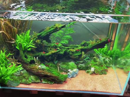 该给斗鱼开个什么风格的缸呢……🤨