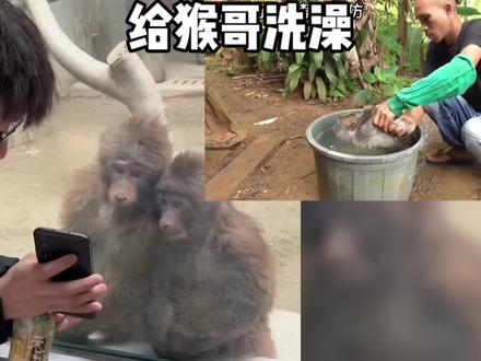 印尼老表抓给猴子洗澡、小伙居然现场直播给国内的猴子看#神奇动物在抖音 #猴子 #猴子成精