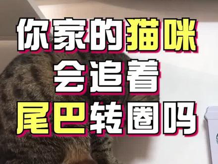 #萌宠百科 #猫主子 #猫 你家的猫咪会追着尾巴转圈吗?@抖音小助手