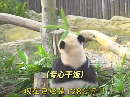 两年没见!法国第一夫人来成都看“圆梦”啦