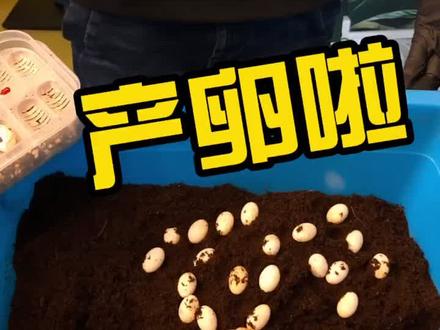 #爬宠 #蜥蜴 #鬃狮蜥 🤩鬃狮妈妈产卵共26枚!❤️祝爬友们好运连连!@抖音小助手