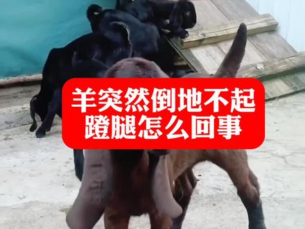 羊突然倒地不起蹬腿怎么回事#三农 #养羊技术 #农村养羊 #每天分享牛羊养殖小知识 #养羊创业