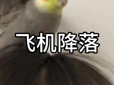 飞鸡降落并大喊“小鸡宝宝!” #玄凤鹦鹉 #鹦鹉 #鹦鹉鹦鹉萌萌哒逗鹦鹉 #鹦鹉日常 #手养鹦鹉