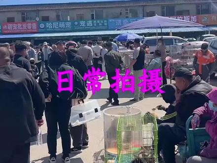 天津有个超大宠物市场,简直是宠物界的天堂!你们一定要试试!这里有几百只现货,各个品种都有,数量众多,停车还特别方便!
🕑营业时间从早上9点到晚上11点,周末和节假日更是24小时营业!想什么时候去都可以!真是方便到不行!🏡
🐶【狗狗品种】这里真的是种类繁多,马尔济斯、约克夏、马尔泰、博美、比熊、泰迪、法斗、柯基、边境牧羊犬、阿拉斯加、金毛、拉布拉多、萨摩耶、日系柴犬,等等,应有尽有!你想要的狗狗品种都可以在这里找到!😍
🐱【猫咪品种】如果你是猫奴,也不用担心,这里有英短蓝猫、英短蓝白、英短银渐层、英短金渐层、英短蓝金渐层、英短乳白、矮脚英短系列、美短虎斑、美短起司、美短加白、矮脚美短系列、金吉拉、布偶猫、矮脚拿破仑,等等,每一只都是可爱到爆炸的!💥
✅而且这里的宠物都是经过专业饲养员的精心照顾,保证了宠物的健康和品质。你不用担心购宠后的后顾之忧,因为他们还会给你提供一对一的售后服务,让你购宠无忧!✅
✅在这里购买宠物,你可以亲眼见到专业饲养员教学饲养宠物,让你在养宠的过程中无忧无虑。而且,他们还会和你签订购宠协议,包纯种,包健康,让你放心购买!✅
✅这个宠物市场还特别注重宠物的健康和安全,所有出售的宠物都打过进口疫苗,进行了体内外驱虫处理。你可以放心地带回家!
🌈狗市猫市都有,品种齐全,数量众多,直接冲它就完了~#狗 #宠物 #宠物狗#宠物猫#萌宠