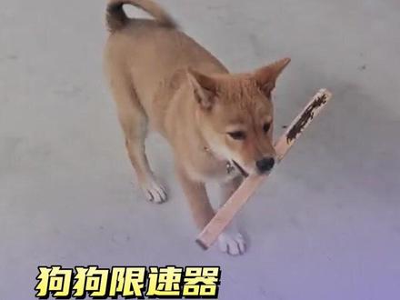 #狗狗限速器 放下木棍不能奔跑 叼上木棍不能撕咬 #狗 #木棍