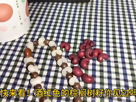 学会这个方法,你也可以拥有五颜六色的棕榈树籽手串!#棕榈树籽手串 #文玩手串 #绿化带文玩 #金佛草菩提 #万物皆可盘 #大自然的馈赠 #手作diy