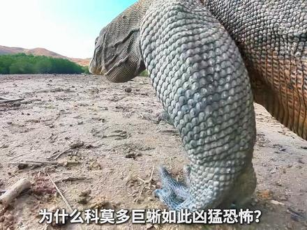 科莫多巨蜥咬一口不致命却能让人必死!真正原因是什么? #科莫多巨蜥 #动物科普 #毒液之谜 #科普知识 #动物世界
