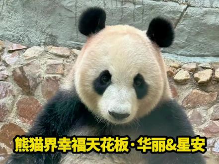 南山竹海的华丽和星安,妥妥是熊猫界幸福天花板!两只小熊坐拥3.5万亩私家大竹林,每到春天春雨过后,满山春笋密密麻麻冒出来,多到根本吃不完;它们还能自己下地刨笋、挖笋,专挑最嫩的笋尖啃,看中哪根竹子随手就掰,彻底实现满满笋笋自由。挖笋累了不想动,还有奶爸备好超大泡笋贴心投喂,日子悠闲又惬意。而且星安可是实打实的豪门大小姐,一出生就被梅赛德斯奔驰终身认养,自带满满豪门底气、早早实现财务自由;2016年它俩一起定居竹海,别的熊猫辛苦外出打工,唯独它们安心继承家业当竹林小主人,还有专属奶爸团花式宠爱、全力护崽,整日被美景、美食与偏爱包围,把无忧无虑的神仙熊生过得淋漓尽致,谁看了都会狠狠羡慕!#国宝大熊猫#大熊猫#大熊猫华丽#大熊猫星安