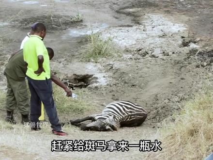 营救陷入泥潭的斑马!#动物救助 #神奇动物在抖音